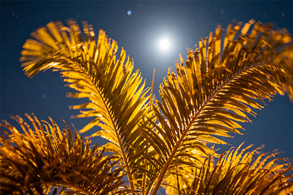 moonlighting effect on palm fronds